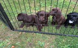 Cocker Spaniel dogs for sale: Working Cocker Spaniel Pups - Image 1