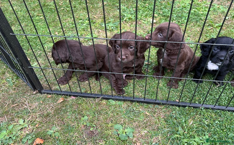 Cocker Spaniel dogs - Advert 4