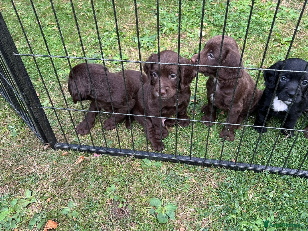 Cocker Spaniel dogs for sale: Working Cocker Spaniel Pups - Image 1