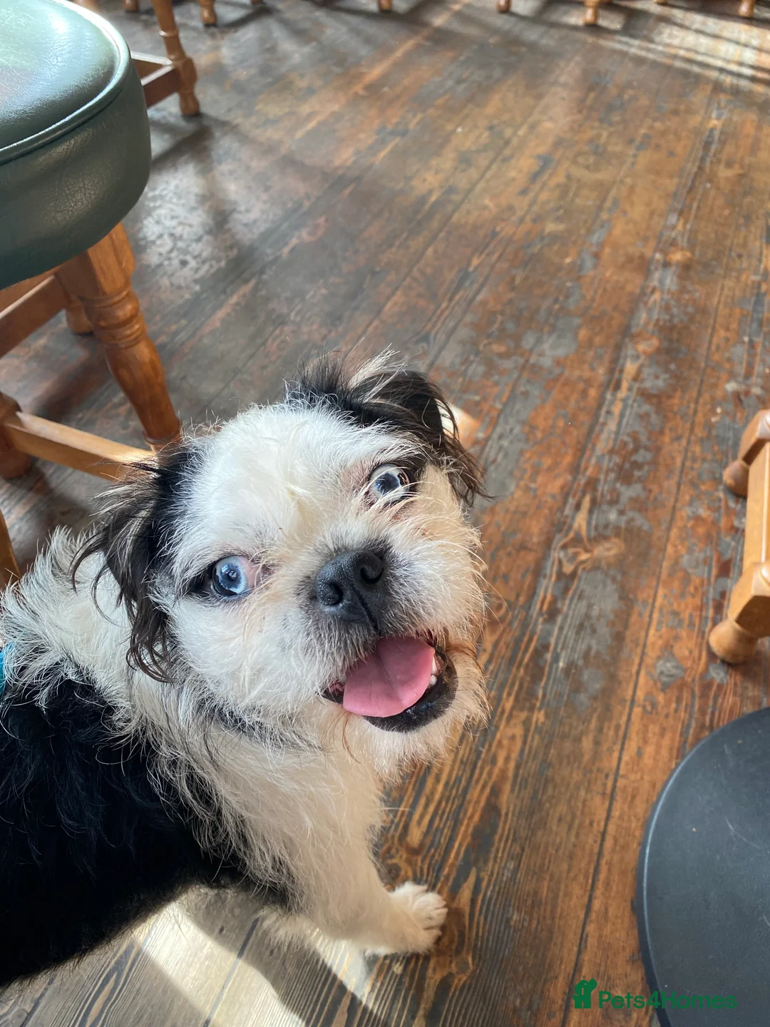 Pugapoo dogs for stud: Pugapoo, gorgeous panda pug boy for stud  - Advert 3