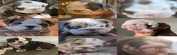 English Bulldog dogs for stud: Uncle Fester in Manchester - Advert 30