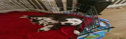 Staffordshire Bull Terrier dogs for sale: Adorable Puppies Staffordshire Bull Terrier - Advert 1