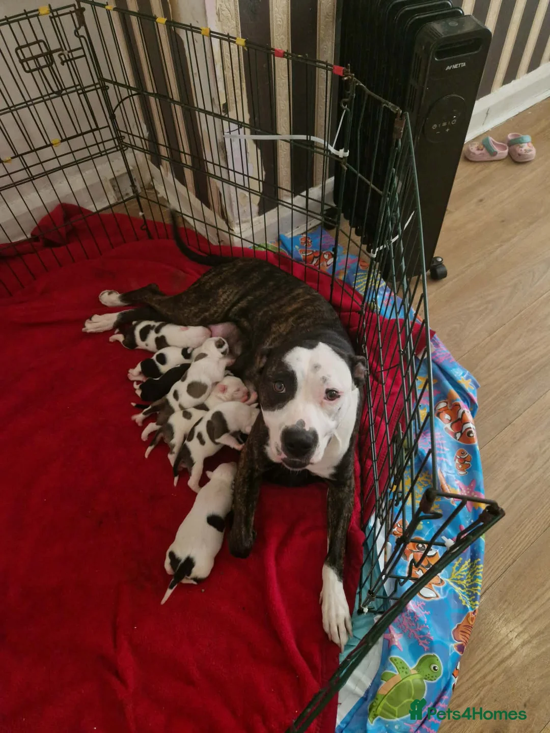 Staffordshire Bull Terrier dogs for sale: Adorable Puppies Staffordshire Bull Terrier - Advert 1