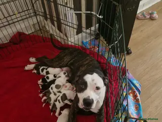Staffordshire Bull Terrier dogs Adorable Puppies Staffordshire Bull Terrier - Advert 15