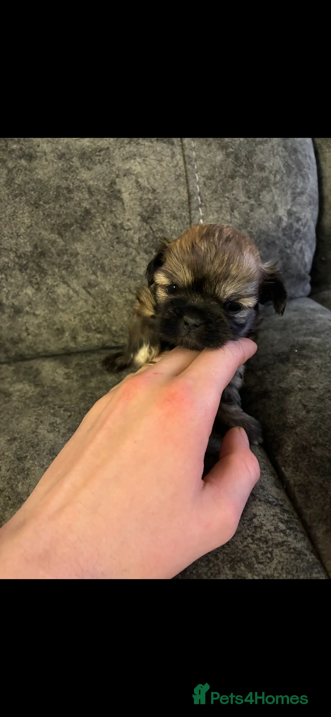 Malshi dogs for sale: 5 beautiful puppies, all been reserved now  - Advert 7