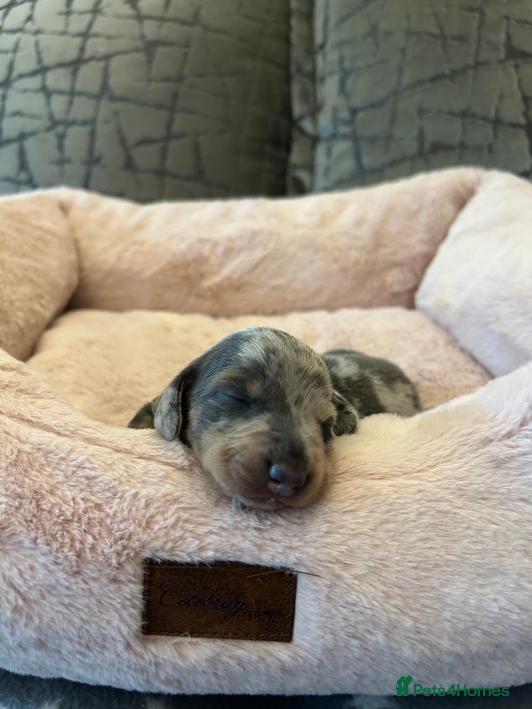 Dachshund dogs for sale: Beautiful Dachshund  - Image 12