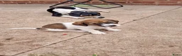 Jack Russell dogs for sale: Stunning Jack Russell puppies for sale - Advert 3
