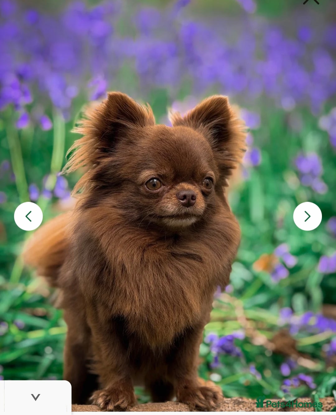 Chihuahua dogs for sale: Stunning litter of long haired Chihuahuas - Image 9