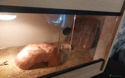 Lizard reptiles for sale: Jeweled leserta  - Image 2