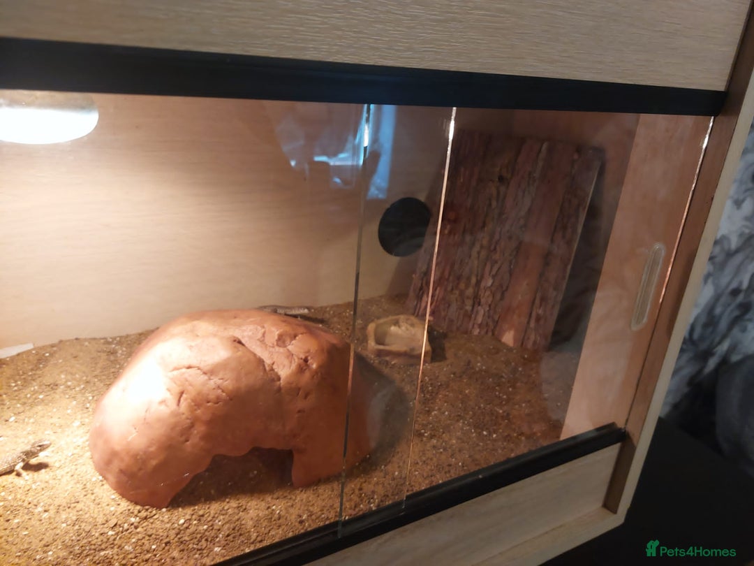 Lizard reptiles for sale: Jeweled leserta  - Image 2