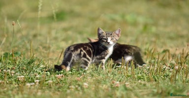 Mixed Breed cats - Advert 12