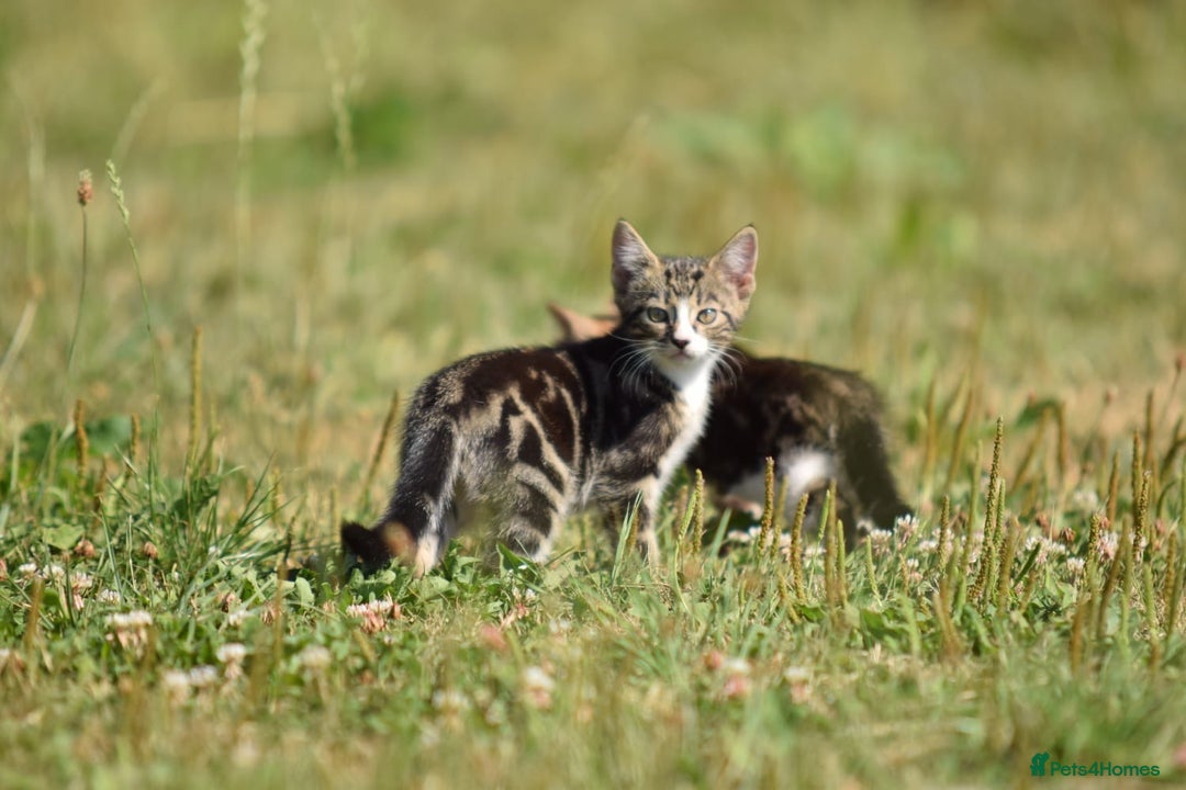 Mixed Breed cats for sale: Stunning kittens looking for loving home  - Image 2