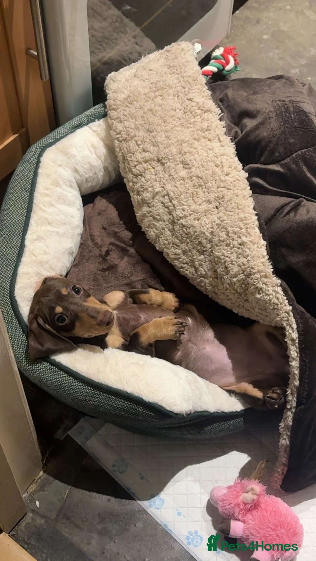 Miniature Dachshund dogs for sale: 6 Month Miniature Female Dachshund  - Advert 1