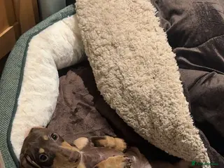 Miniature Dachshund dogs 6 Month Miniature Female Dachshund - Advert 2