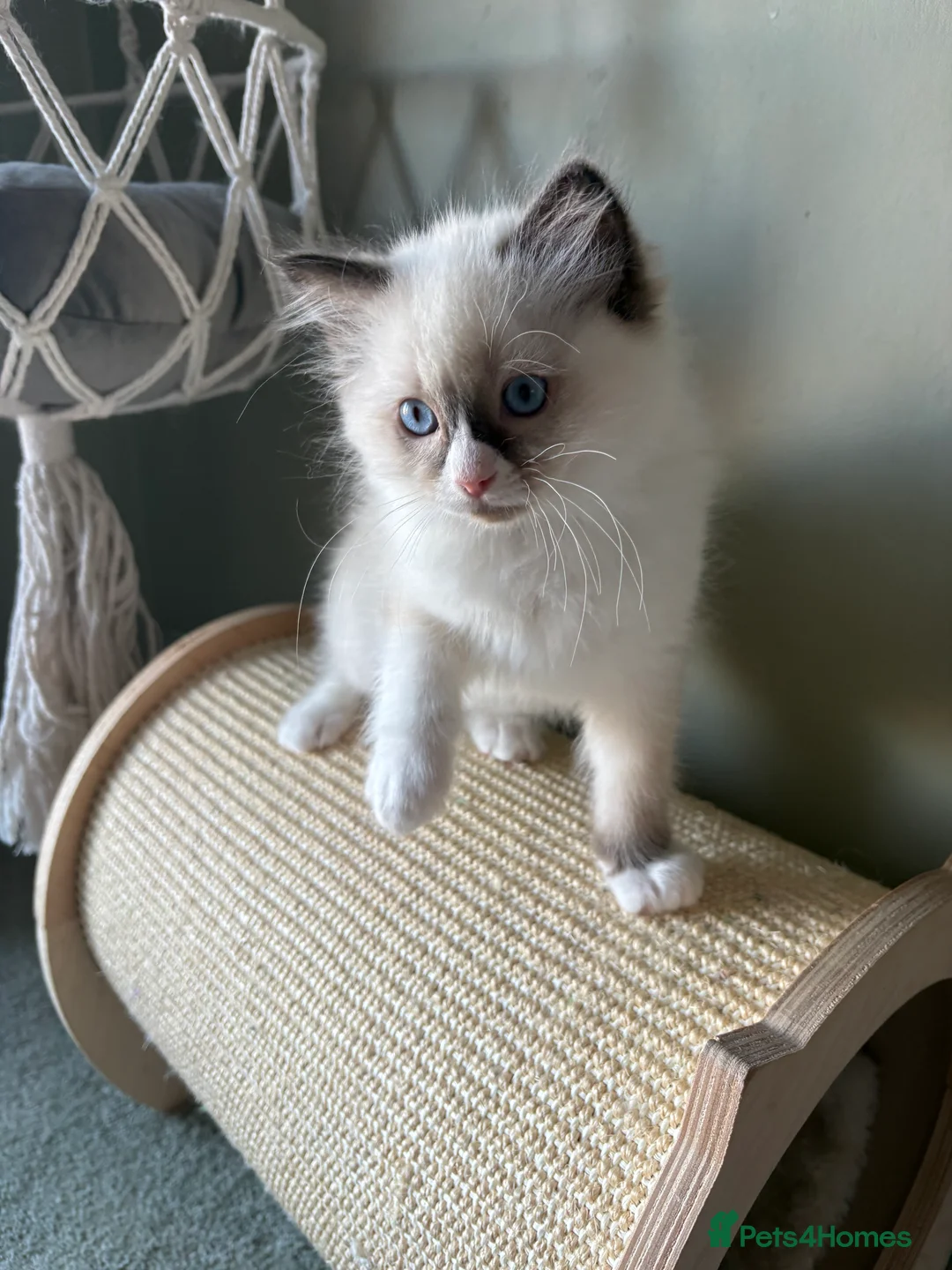 Ragdoll cats for sale: 2 boys ready now - Advert 16