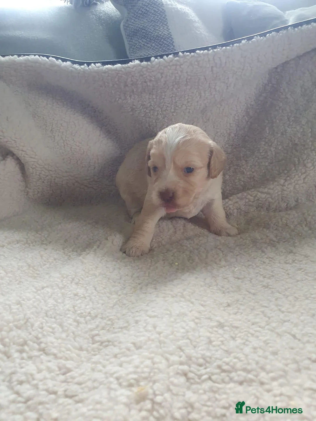Cockapoo dogs for sale: cockapoo f1 puppies - Advert 1