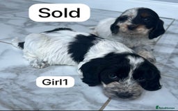 Cockapoo dogs for sale: F1B puppies - Image 11