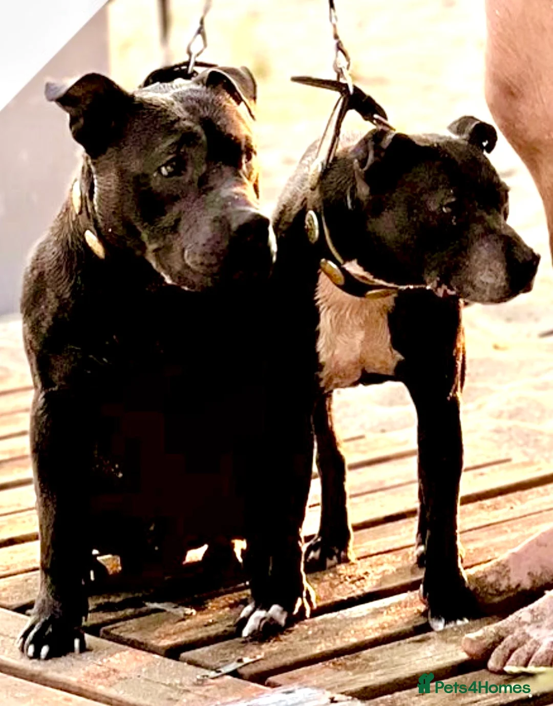 Staffordshire Bull Terrier dogs for stud: Beautiful Blue Staffordshire Bull Terrier  in London - Advert 9