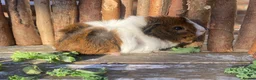 Guinea Pig rodents for sale: Abyssinian/ long-haired babies - Advert 29