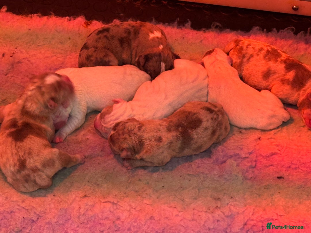 Olde English Bulldogge dogs for sale: Olde English Bulldogges puppies  - Image 3
