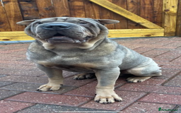 Shar Pei dogs for sale: Male Shar Pei  - Image 5