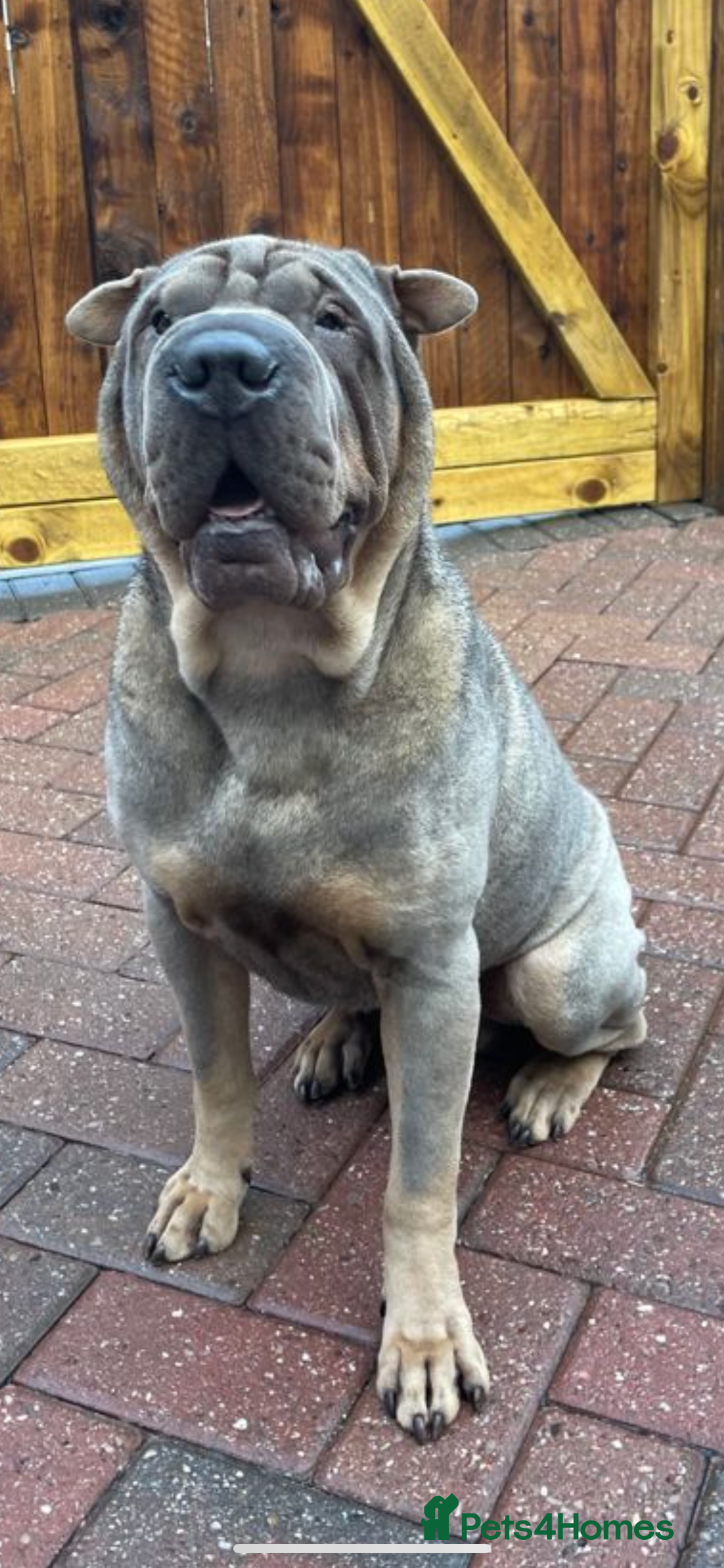 Shar Pei dogs for sale: Male Shar Pei  - Image 5