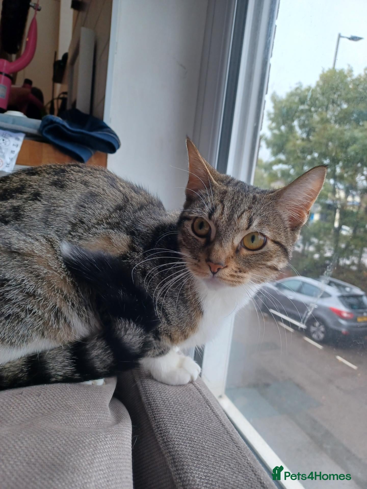 British Shorthair cats for sale: Tabby kitten  - Advert 2