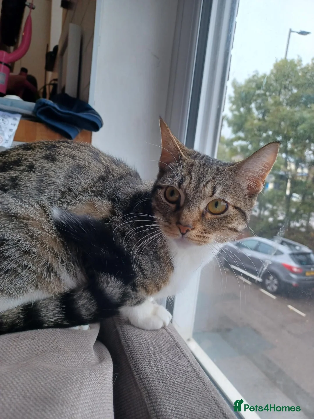 British Shorthair cats for sale: Tabby kitten  - Advert 1