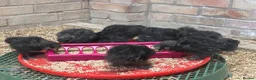 Chickens poultry for sale: Unsexed silkie chicks from 10 days old - Advert 11