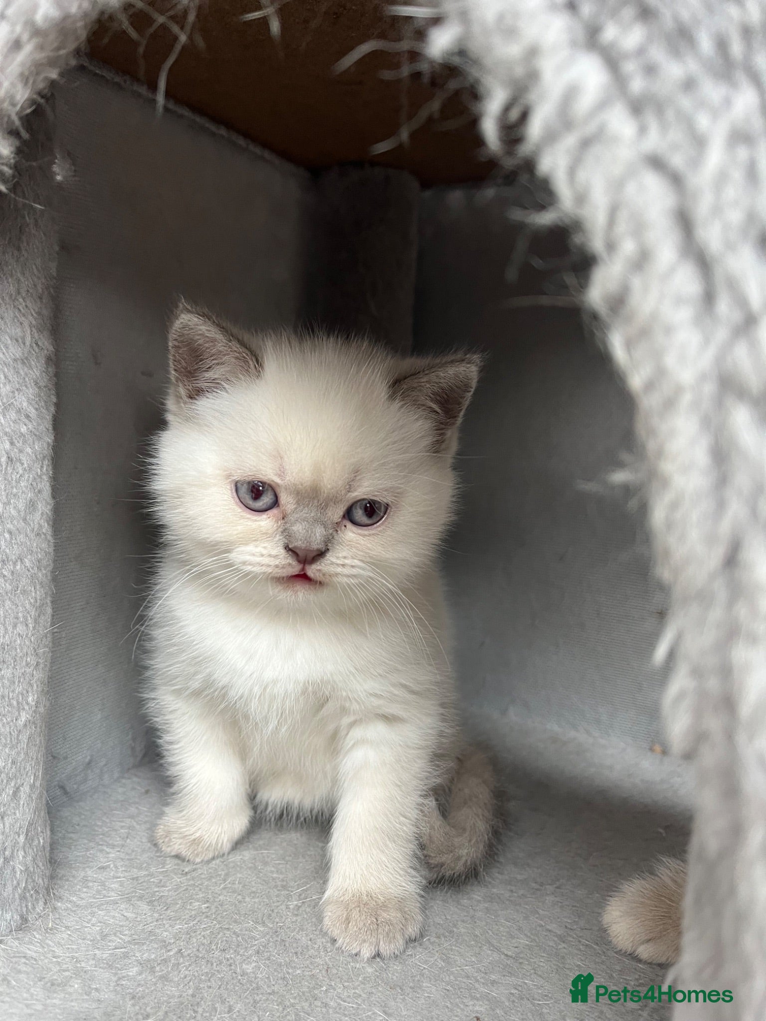 British Shorthair cats 4 Gorgeous BSH Kittens are ready - Advert 2