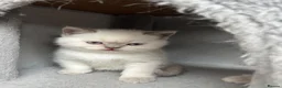British Shorthair cats for sale: 4 Gorgeous BSH Kittens are ready - Advert 5