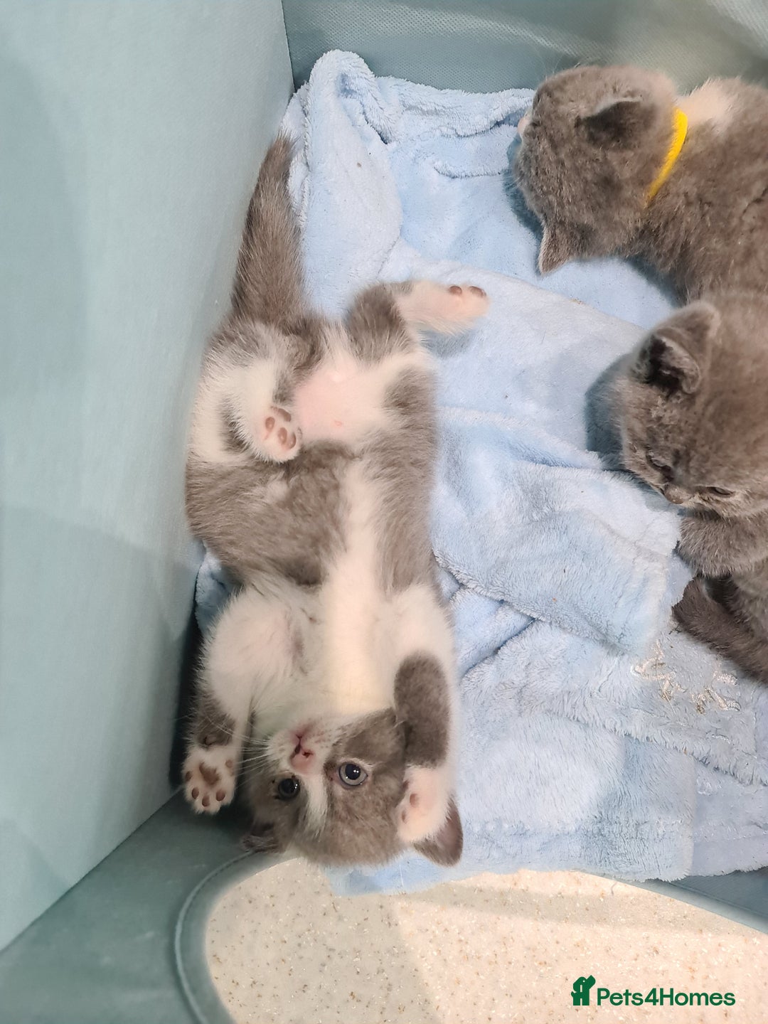 British Shorthair cats for sale: British shorthair kittens *LAST KITTEN* - Advert 2