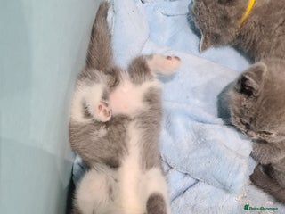 British Shorthair cats British shorthair kittens - Advert 3