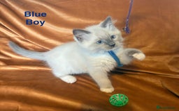 Ragdoll cats for sale: Adorable pure Ragdoll kittens boys and girls - Image 13