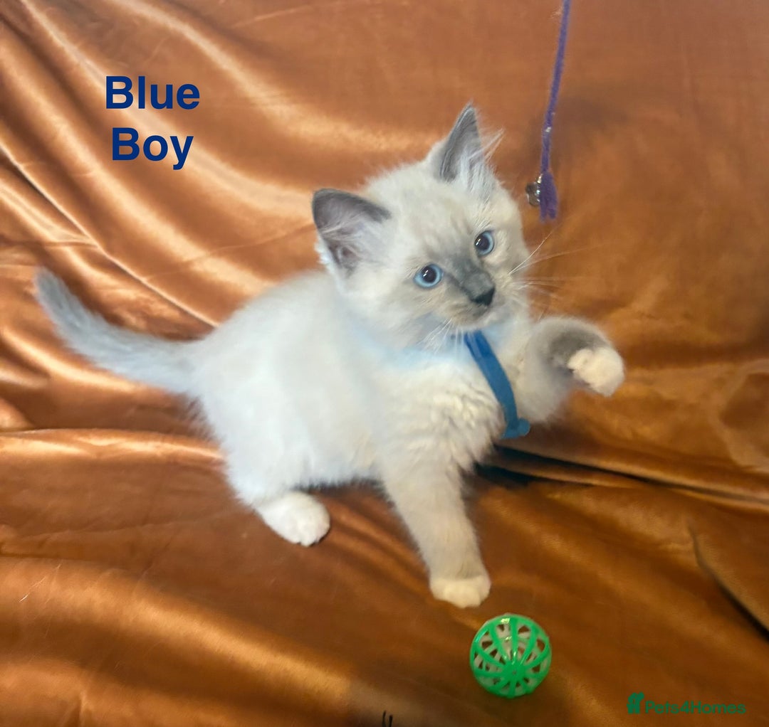 Ragdoll cats for sale: Adorable pure Ragdoll kittens boys and girls - Image 13