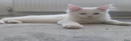 Mixed Breed cats for sale: Unique fluffy kitten for sale 😍  in Ipswich - Advert 5