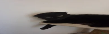 Kitten C