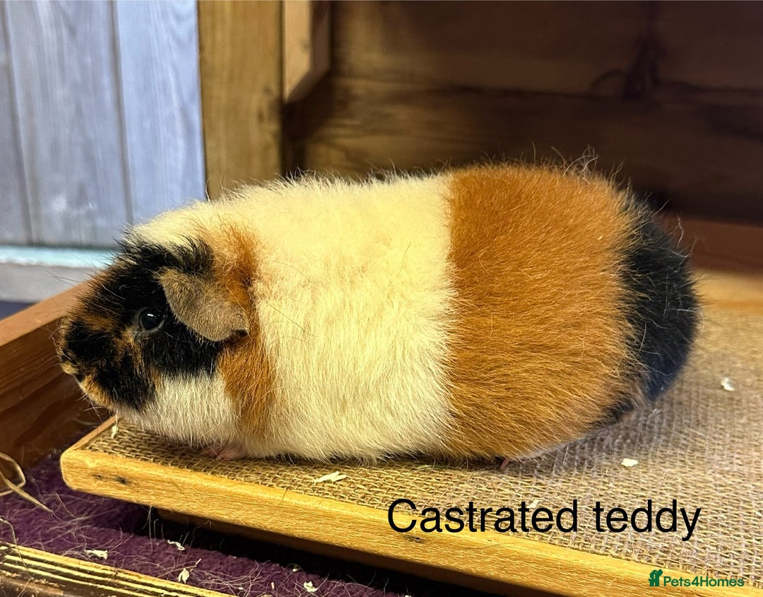 Guinea Pig rodents for sale: Teddy,Swiss and pet guinea pigs - Advert 5