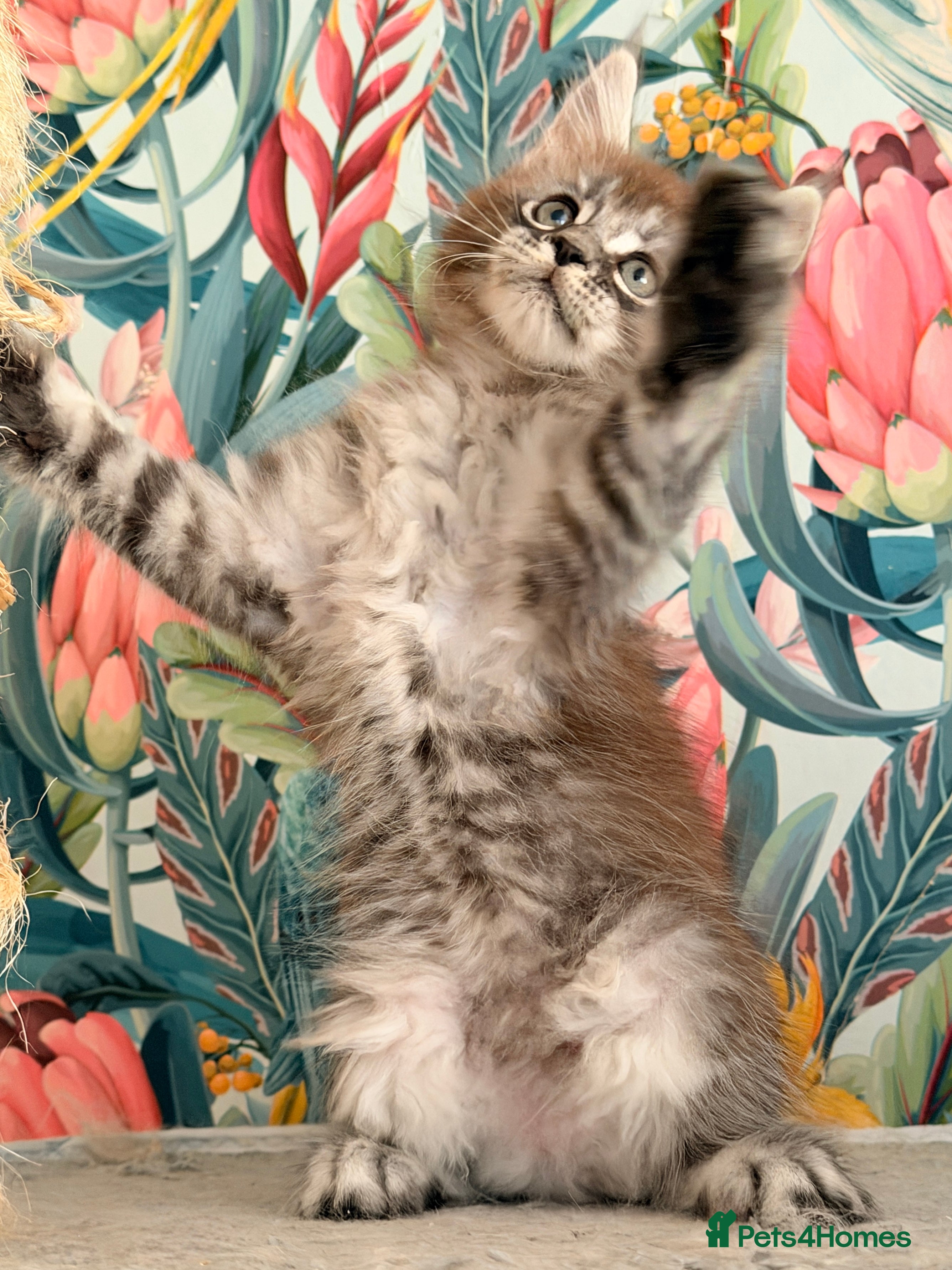 Maine Coon cats 🐾💠 *TICA REG* SILVER MAINE COON KITTENS 💠🐾 in Derby - Advert 2