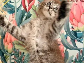 Maine Coon cats 🐾💠 *TICA REG* SILVER MAINE COON KITTENS 💠🐾 in Derby - Advert 3