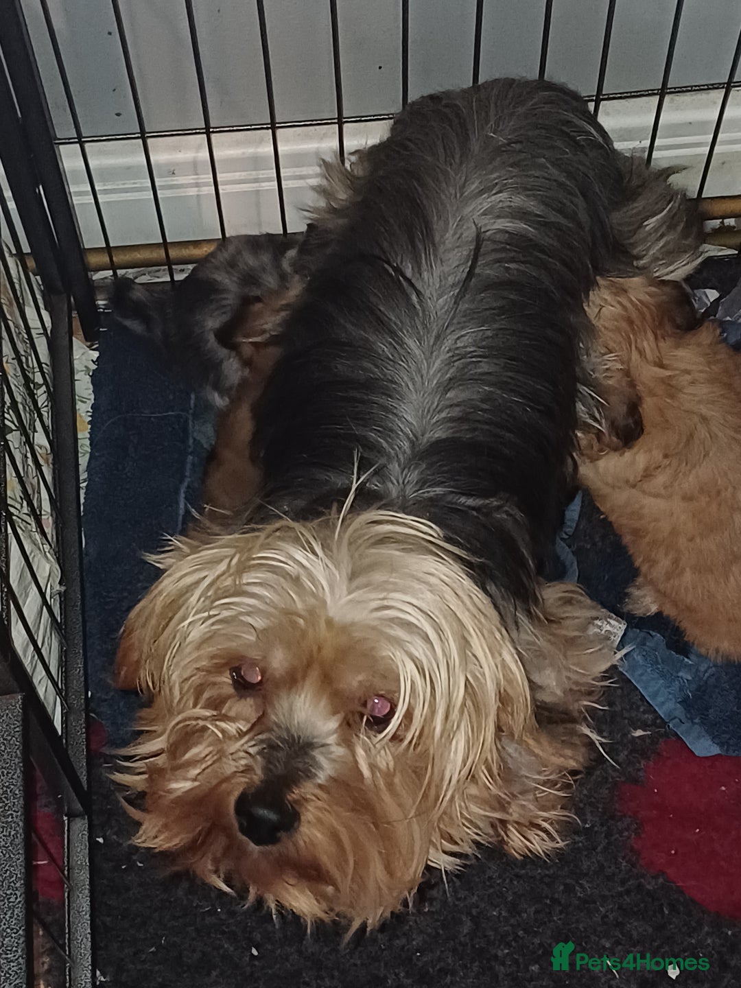 Chorkie dogs for sale: Chorkie puppies  - Image 2