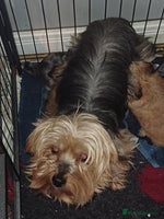 Chorkie dogs - Advert 9