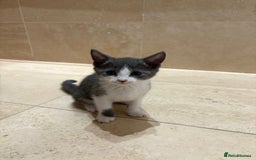 British Shorthair cats for sale: Kittens for sale - Image 6