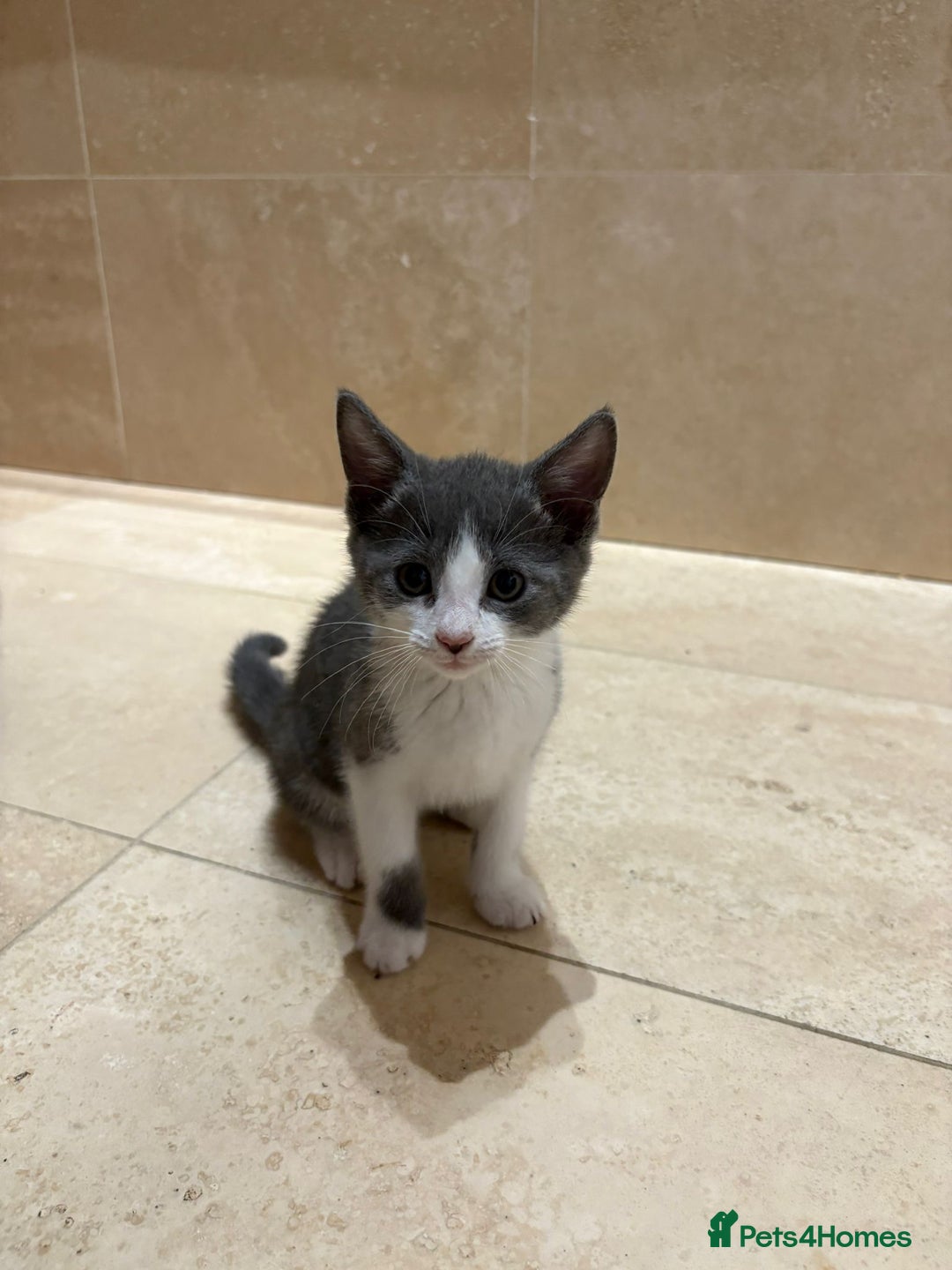British Shorthair cats for sale: Kittens for sale - Image 6