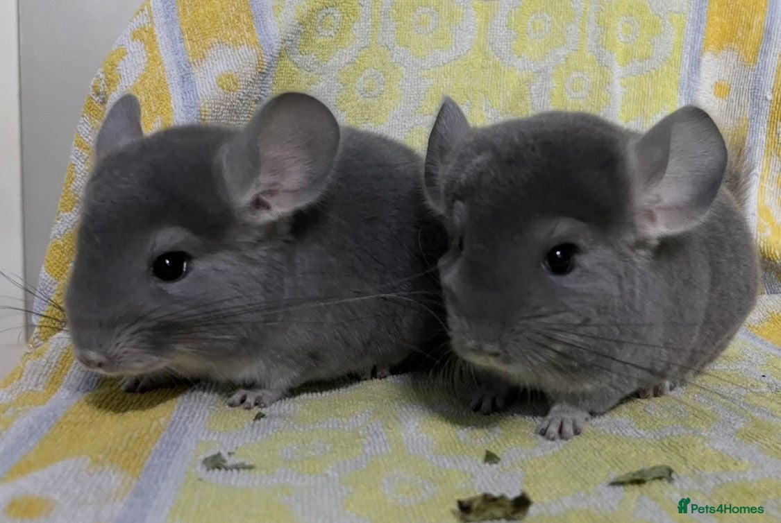 Chinchilla rodents Male and female violet wrap and grey chinchillas - Advert 8