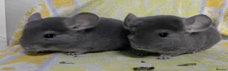 Chinchilla rodents for sale: Male and female violet wrap and grey chinchillas - Advert 1