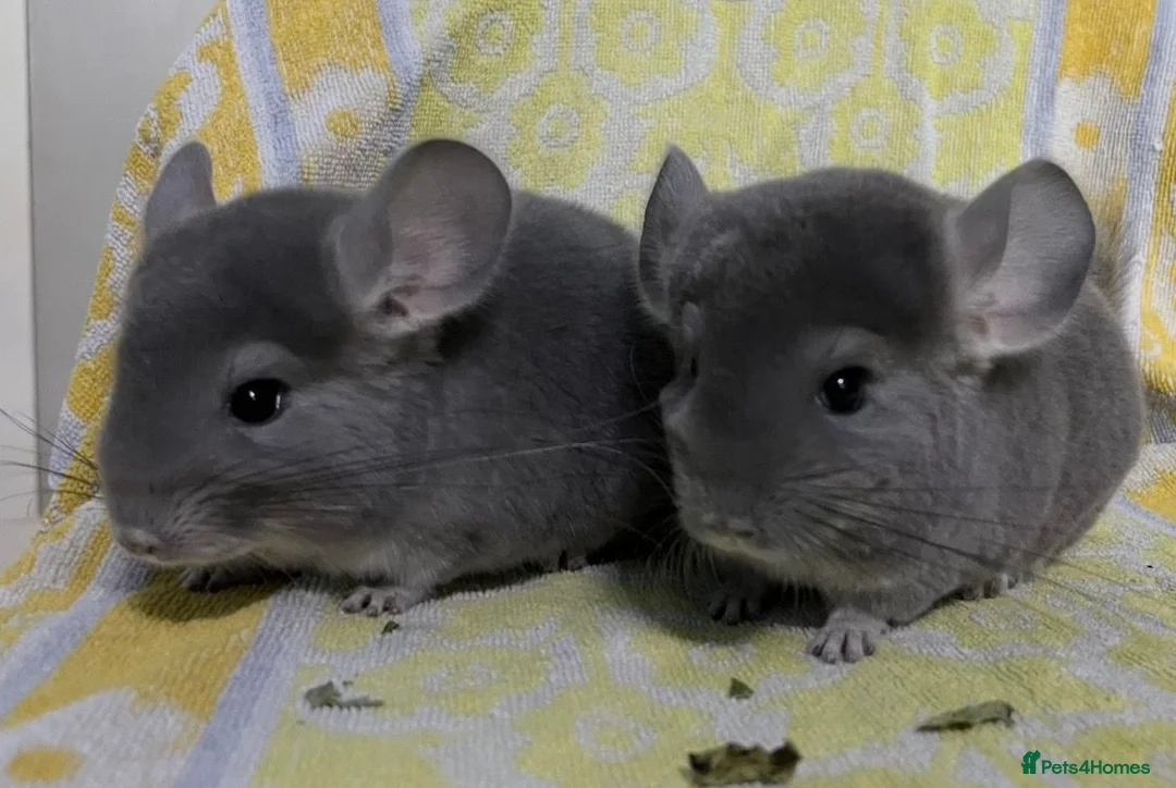 Chinchilla rodents for sale: Male and female violet wrap and grey chinchillas - Advert 1