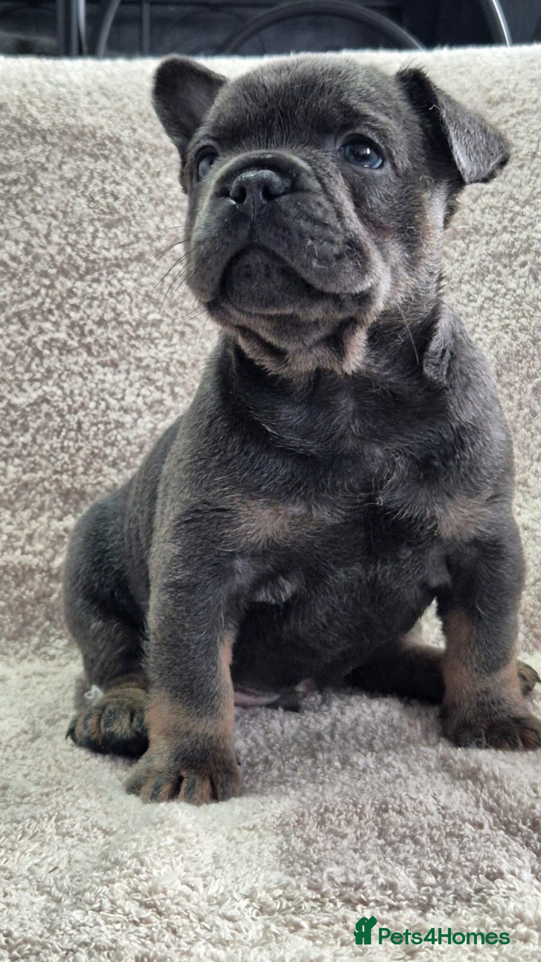 French Bulldog dogs for sale: French Bulldog puppies  - Advert 6