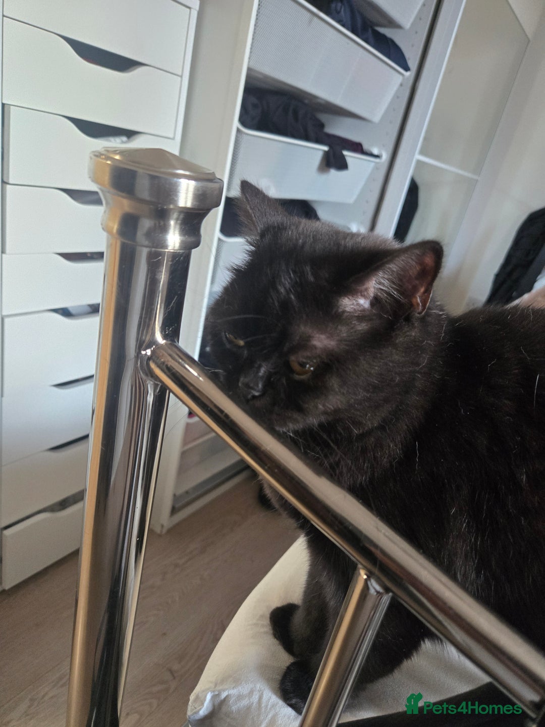 British Shorthair cats for sale: British Shorthair Black female - Advert 8