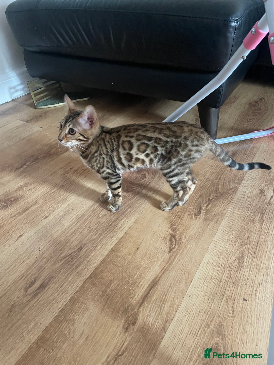 Bengal cats for sale: 6 month old female bengal for sale - Image 2
